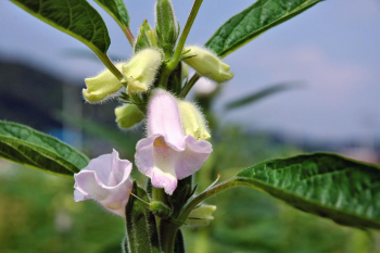 株式会社オープンセサミ